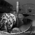 wreck_kittiwake_gc_h_0166_cay3590_bw.jpg